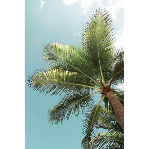 Palm Verde Black Modern Wood Framed Art Print with Double Matting by Monkman, Jerry and Marcy