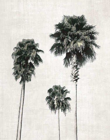 Sketchbook Palm Black Ornate Wood Framed Art Print with Double Matting by Carpentieri, Natalie