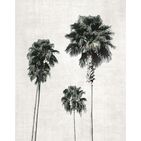 Sketchbook Palm Black Modern Wood Framed Art Print by Carpentieri, Natalie