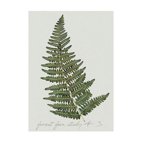 Fern Studies I Black Modern Wood Framed Art Print with Double Matting by Robinson, Carol