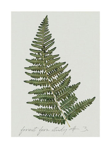 Fern Studies I White Modern Wood Framed Art Print with Double Matting by Robinson, Carol