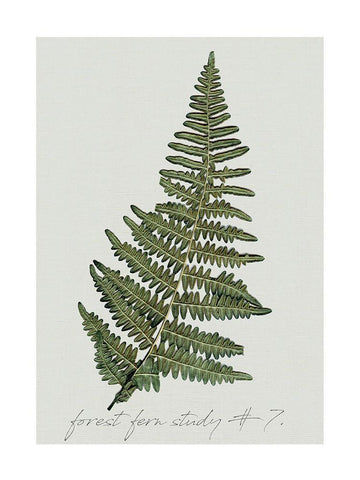 Fern Studies II Black Ornate Wood Framed Art Print with Double Matting by Robinson, Carol