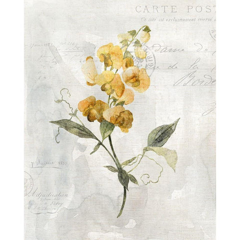 Canary Linen Sweetpea Black Modern Wood Framed Art Print with Double Matting by Robinson, Carol