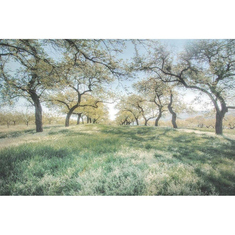 Charming Spring Mood Black Modern Wood Framed Art Print by Weisz, Irene