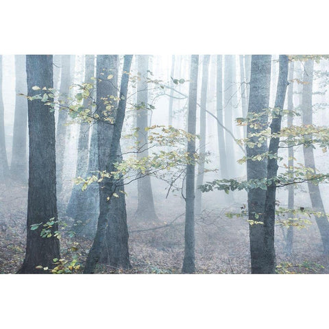 Chalky Misty Black Modern Wood Framed Art Print by Weisz, Irene