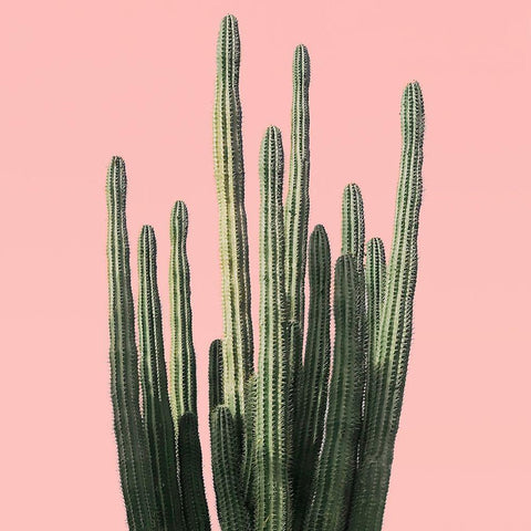 Island Succulent White Modern Wood Framed Art Print with Double Matting by Carpentieri, Natalie