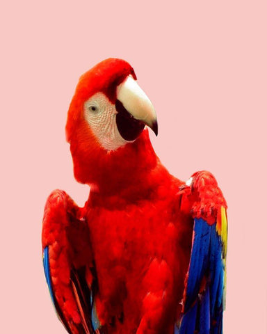 Honduras Wildlife Black Ornate Wood Framed Art Print with Double Matting by Carpentieri, Natalie