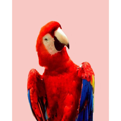 Honduras Wildlife Black Modern Wood Framed Art Print by Carpentieri, Natalie