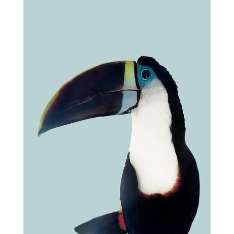 Aruba Wildlife Black Modern Wood Framed Art Print by Carpentieri, Natalie