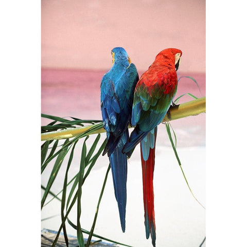 Palm Parrots Black Modern Wood Framed Art Print by Sunstar, Elena