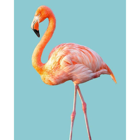 Flamingo Black Modern Wood Framed Art Print by Jannsen, Brian