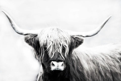 Highland Longhorn White Modern Wood Framed Art Print with Double Matting by Edmonds, Cora