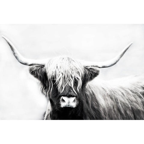 Highland Longhorn Gold Ornate Wood Framed Art Print with Double Matting by Edmonds, Cora