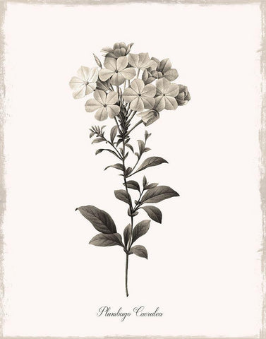 Sketchbook Leadwort White Modern Wood Framed Art Print with Double Matting by Donovan, Kelly