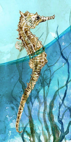 Atlantic Seahorse White Modern Wood Framed Art Print with Double Matting by Robinson, Carol