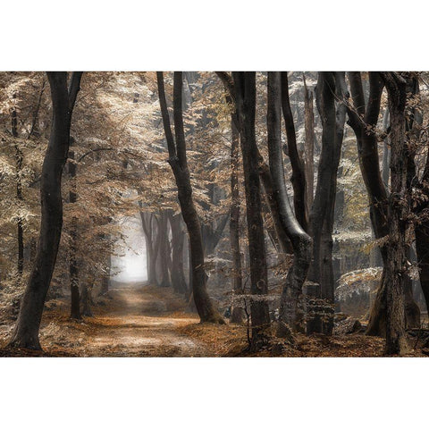 Forest Dimension White Modern Wood Framed Art Print by Van de Goor, Lars