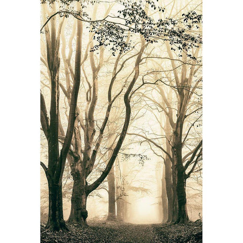 Silence White Modern Wood Framed Art Print by Van de Goor, Lars