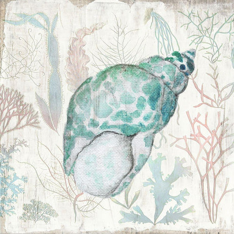 Coral and Shell IV White Modern Wood Framed Art Print with Double Matting by Tava Studios