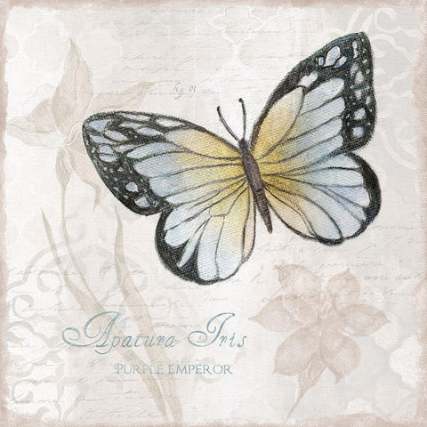 Postcard Butterfly IV White Modern Wood Framed Art Print with Double Matting by Tava Studios