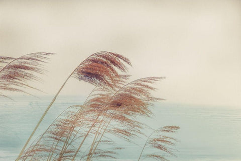 Windy I White Modern Wood Framed Art Print with Double Matting by Weisz, Irene