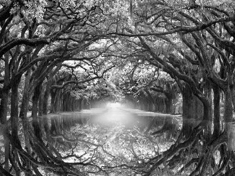 Oak Alley Reflection Black Ornate Wood Framed Art Print with Double Matting by Wells, Joanne