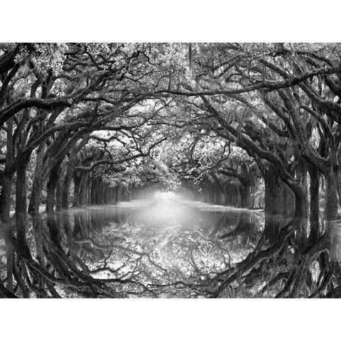 Oak Alley Reflection Black Modern Wood Framed Art Print by Wells, Joanne