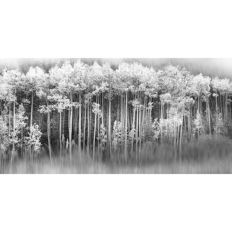 Dreamy Aspen Black Modern Wood Framed Art Print with Double Matting by Miller, Anna