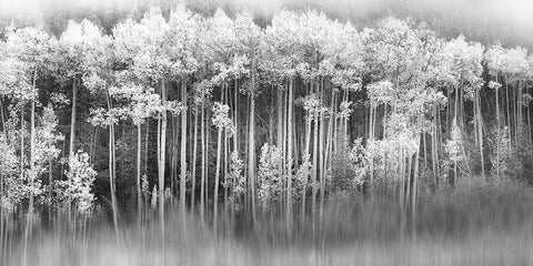 Dreamy Aspen Black Ornate Wood Framed Art Print with Double Matting by Miller, Anna