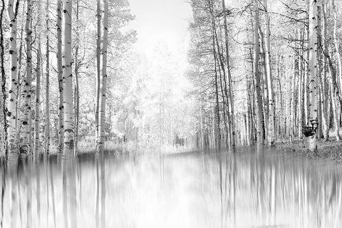 Aspen Reflection Black Ornate Wood Framed Art Print with Double Matting by Gulin, Darrell