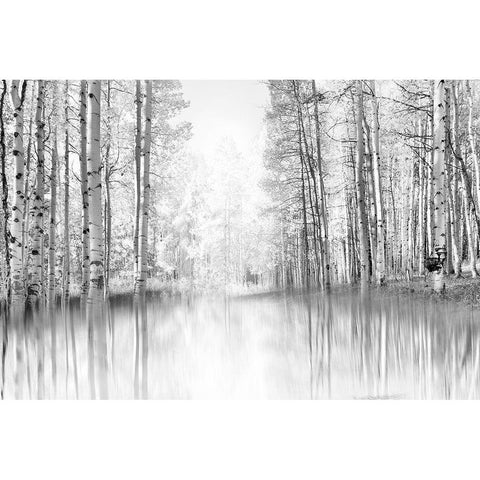 Aspen Reflection Black Modern Wood Framed Art Print with Double Matting by Gulin, Darrell