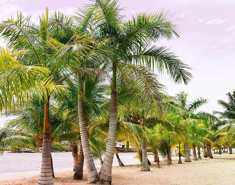 Summer Day White Modern Wood Framed Art Print with Double Matting by Carpentieri, Natalie