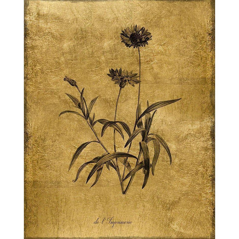 Gold Sketch Botanical I White Modern Wood Framed Art Print by Donovan, Kelly
