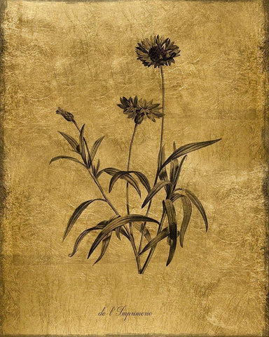 Gold Sketch Botanical I White Modern Wood Framed Art Print with Double Matting by Donovan, Kelly