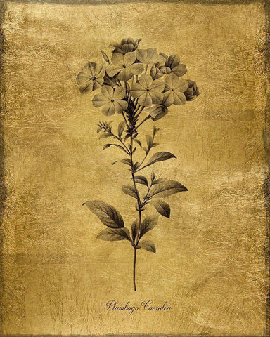 Gold Sketch Botanical II White Modern Wood Framed Art Print with Double Matting by Donovan, Kelly