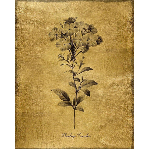 Gold Sketch Botanical II Black Modern Wood Framed Art Print by Donovan, Kelly