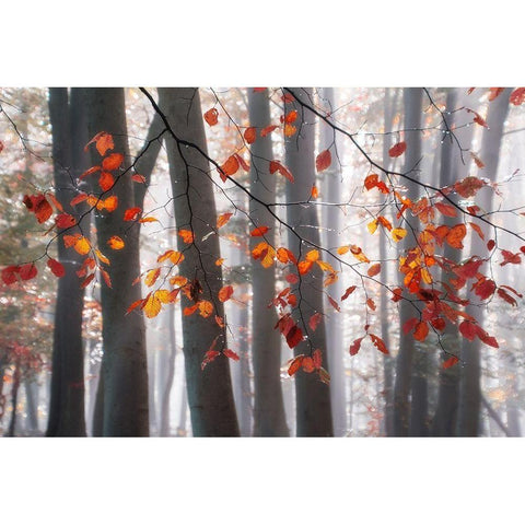 Falling Moments Black Modern Wood Framed Art Print with Double Matting by Weisz, Irene
