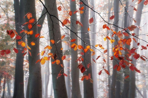 Falling Moments Black Ornate Wood Framed Art Print with Double Matting by Weisz, Irene