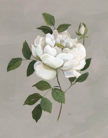 Botanical Rose White Modern Wood Framed Art Print with Double Matting by Nan