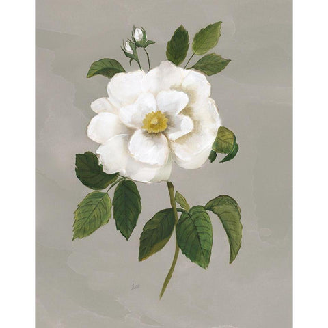 Botanical Garden Rose White Modern Wood Framed Art Print by Nan