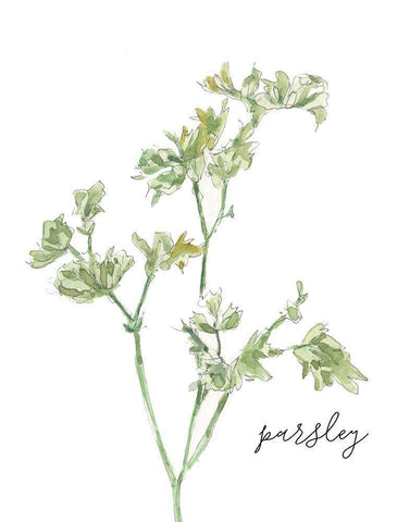 Fresh Sprig Parsley White Modern Wood Framed Art Print with Double Matting by Robinson, Carol