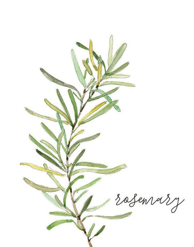 Fresh Sprig Rosemary White Modern Wood Framed Art Print with Double Matting by Robinson, Carol