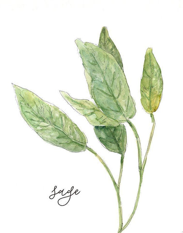 Fresh Sprig Sage White Modern Wood Framed Art Print with Double Matting by Robinson, Carol