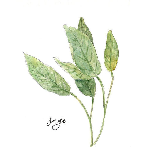 Fresh Sprig Sage Black Modern Wood Framed Art Print by Robinson, Carol