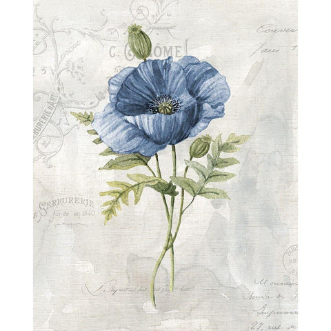 Blue Linen Poppy Black Modern Wood Framed Art Print with Double Matting by Robinson, Carol