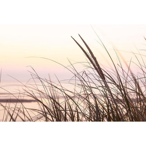 Cape Dune Morning Gold Ornate Wood Framed Art Print with Double Matting by Monkman, Jerry and Marcy