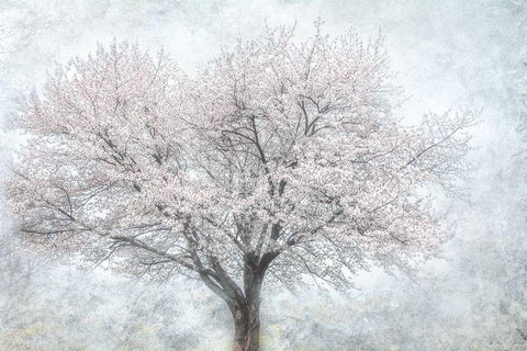 A Feel of Spring II Black Ornate Wood Framed Art Print with Double Matting by Weisz, Irene