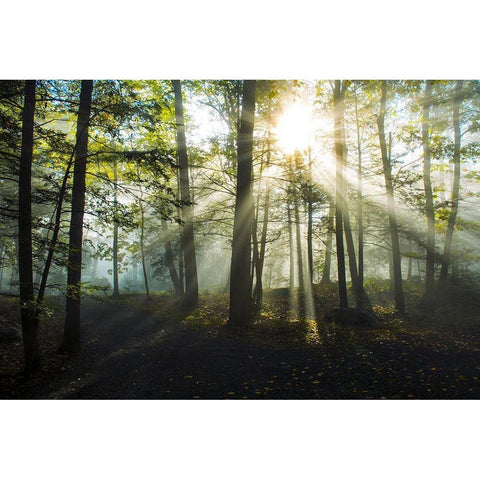 Light and Trees Black Modern Wood Framed Art Print by Foulke, Doug