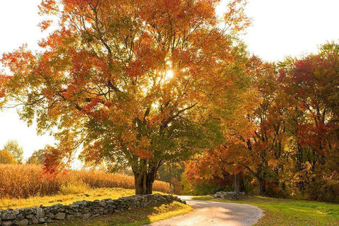 Maple Tree Drive White Modern Wood Framed Art Print with Double Matting by Foulke, Doug