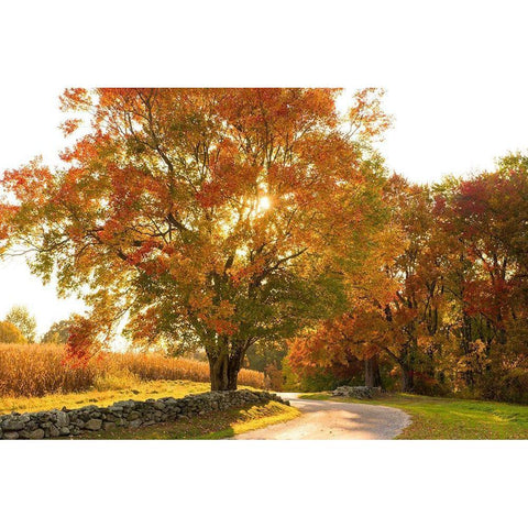 Maple Tree Drive Black Modern Wood Framed Art Print with Double Matting by Foulke, Doug