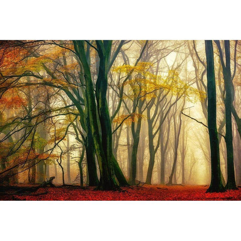 In Love with Fall Black Modern Wood Framed Art Print by Van de Goor, Lars